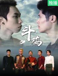 斗鸡封面图