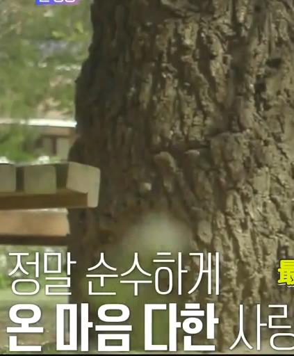 再次初恋封面图