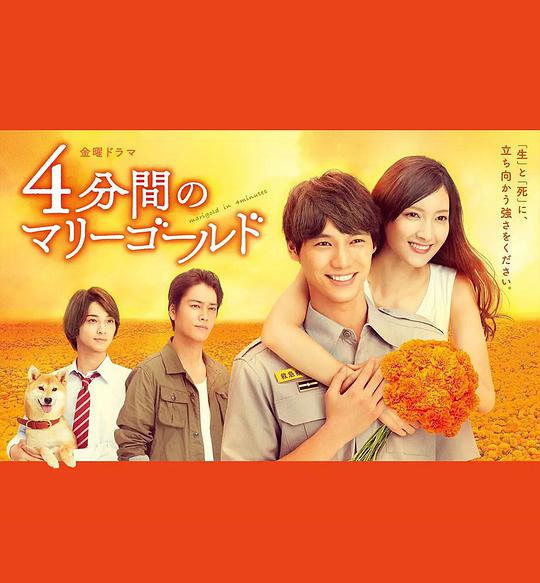 四分钟的金盏菊封面图